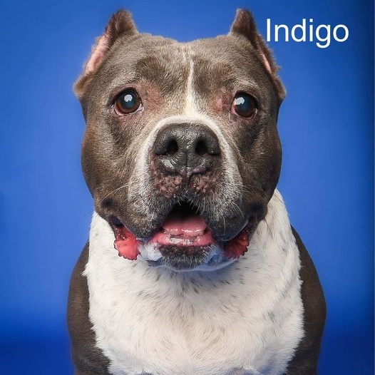 24-1384 Indigo, a Adoptable Pit Bull Terrier in Fredericksburg, VA image 1/4