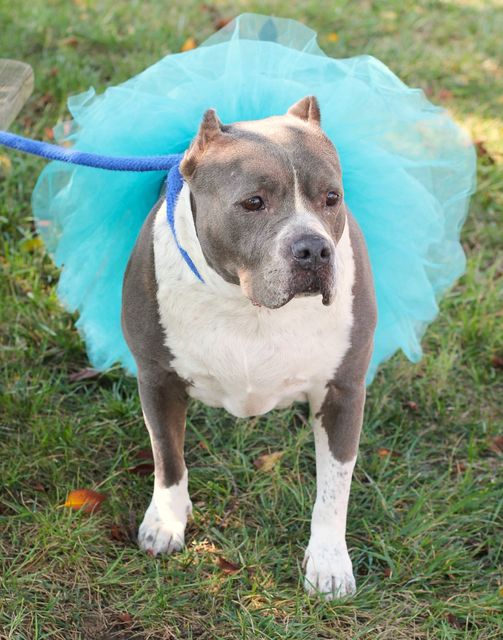 24-1384 Indigo, a Adoptable Pit Bull Terrier in Fredericksburg, VA image 4/4