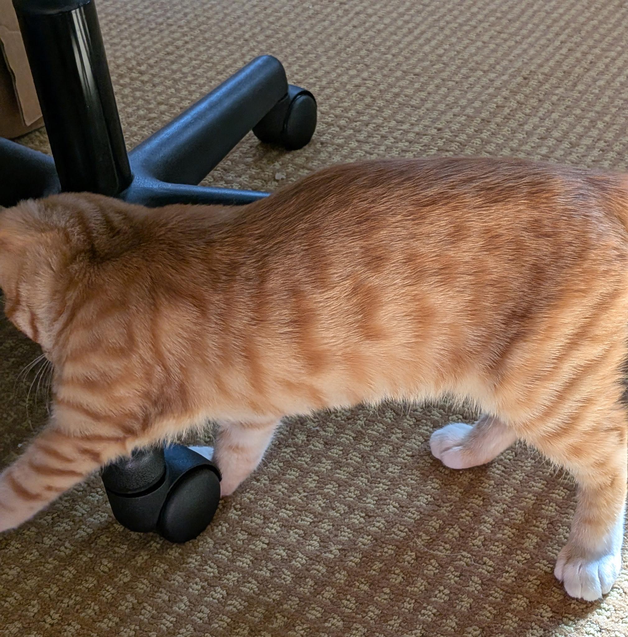 Kitten formerly known as Prince