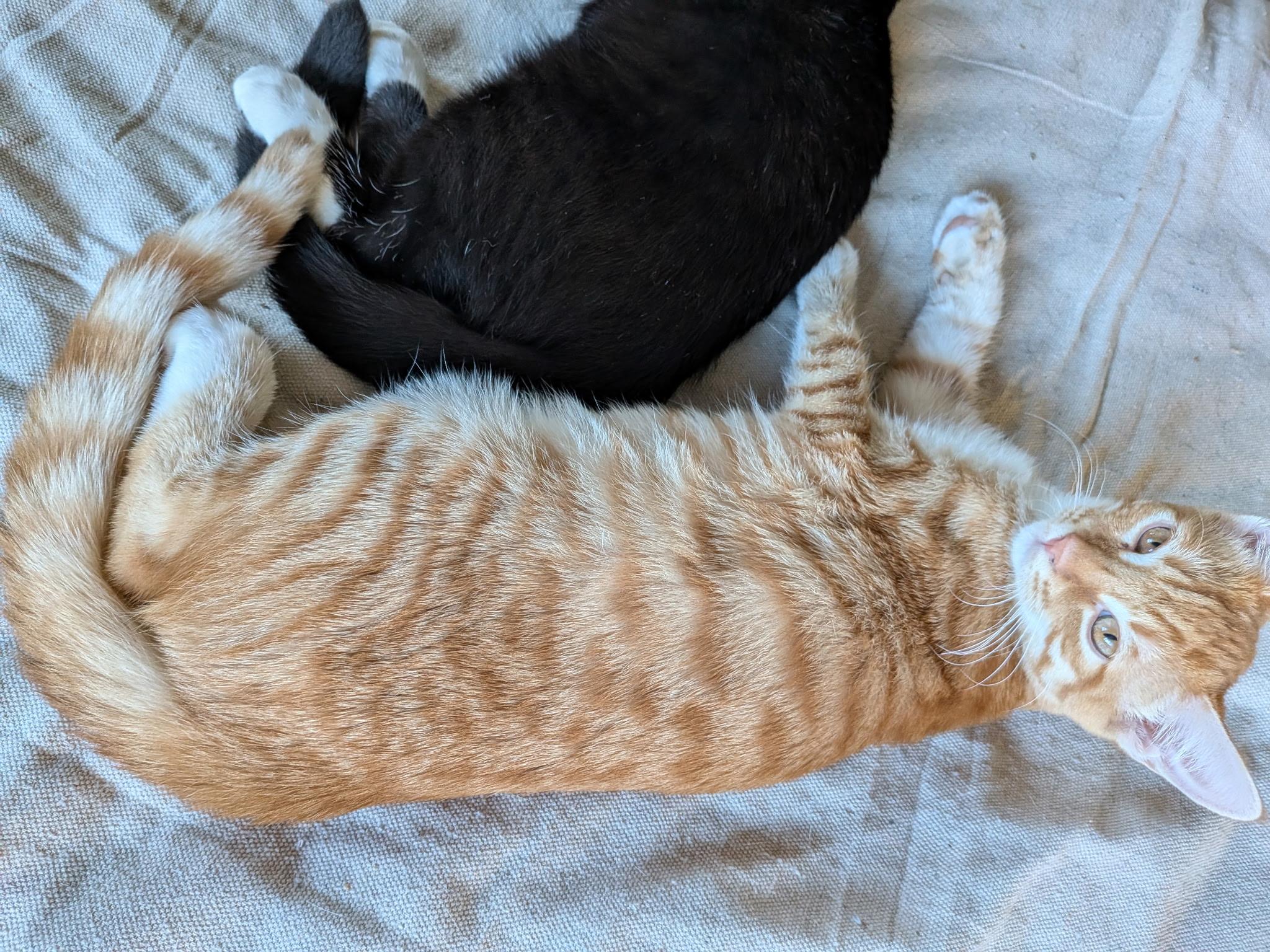 Kitten formerly known as Prince