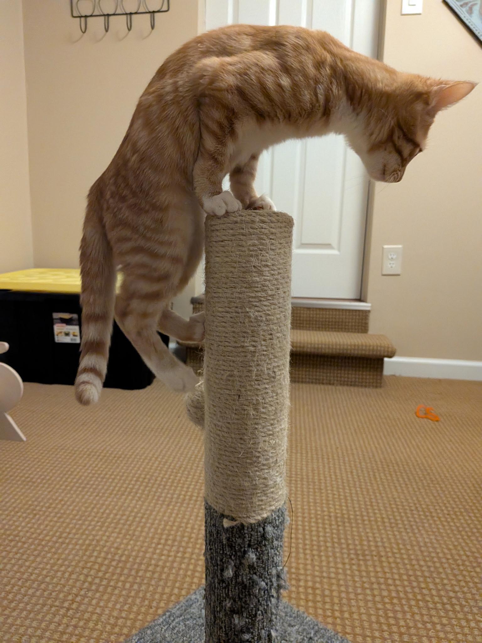 Kitten formerly known as Prince