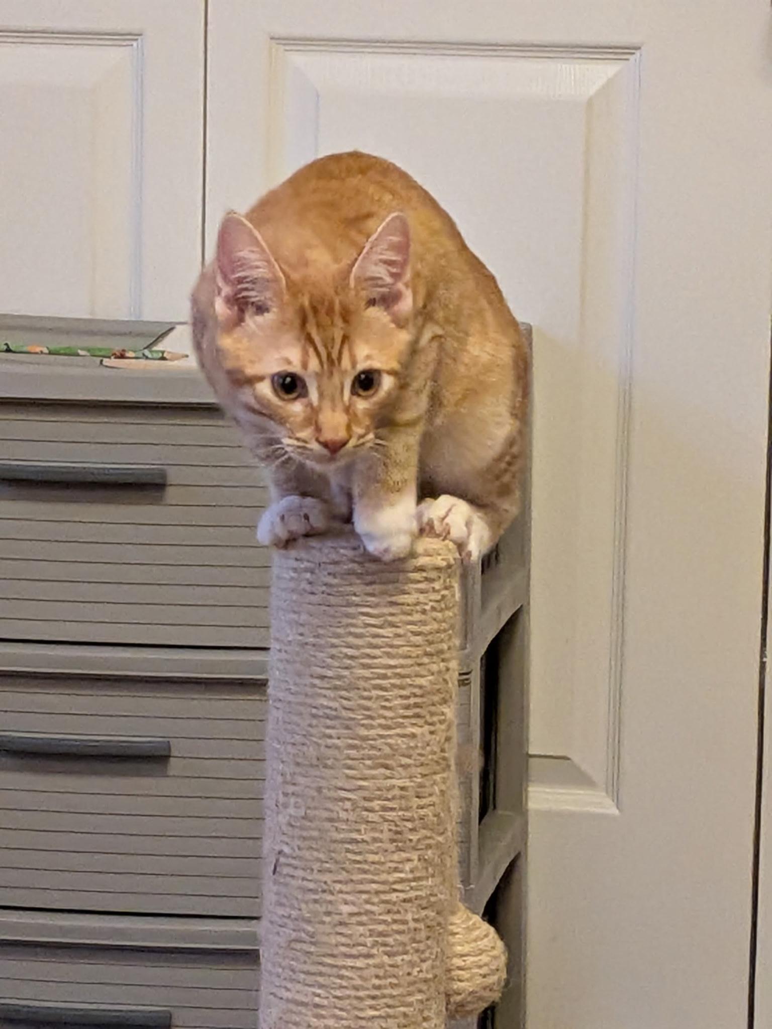 Kitten formerly known as Prince