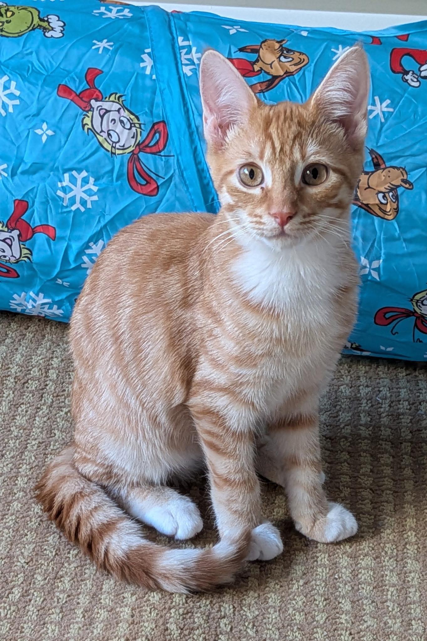 Kitten formerly known as Prince