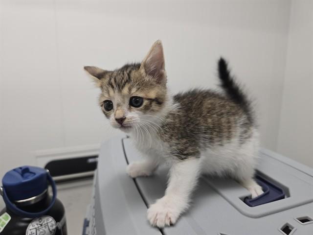 CASEY, Adoptable, Kitten Female Domestic Short Hair.