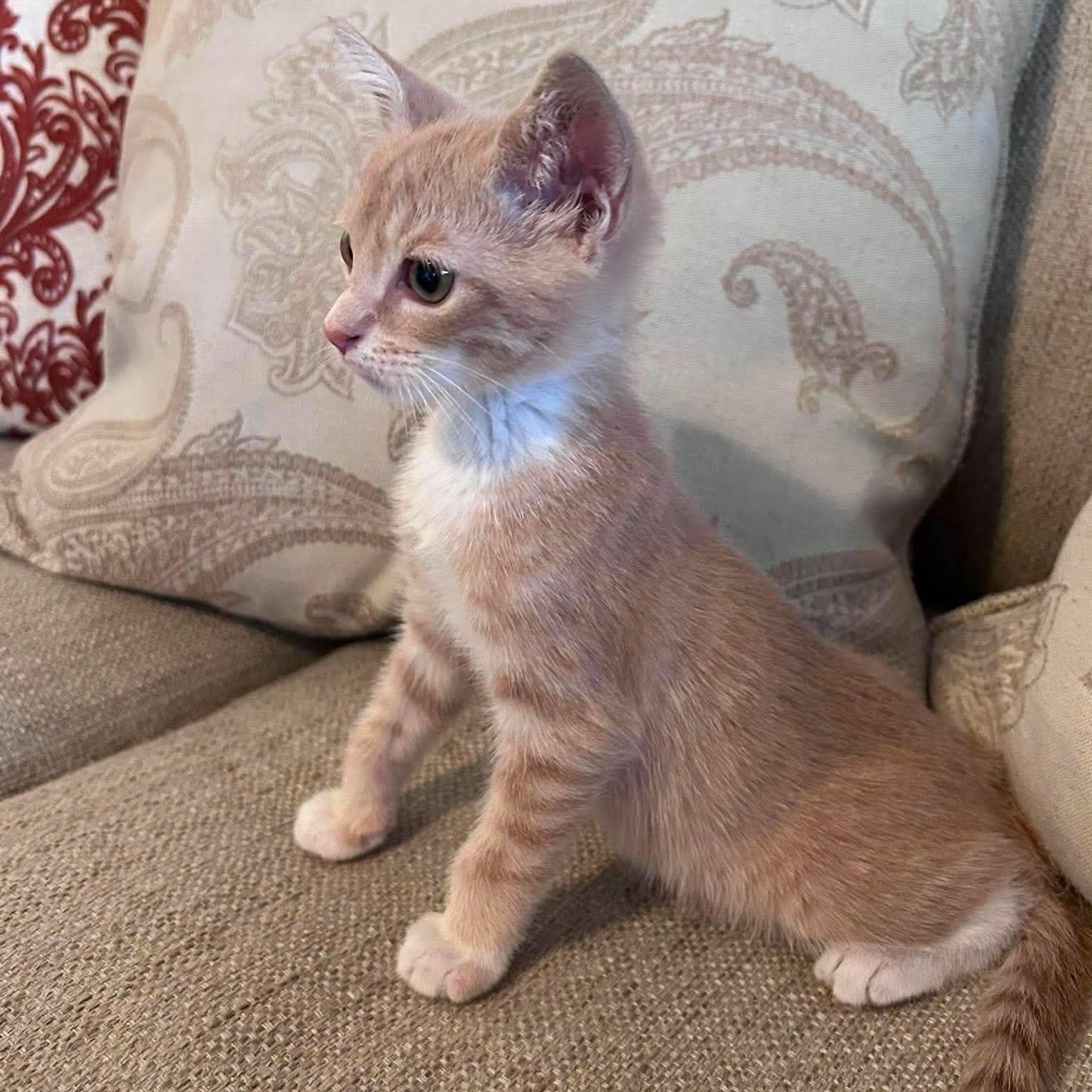 Enlarge Knickerbocker -Adorable Buff Tabby Kitten-, a Adoptable Domestic Short Hair in Riverview, FL image 3/6
