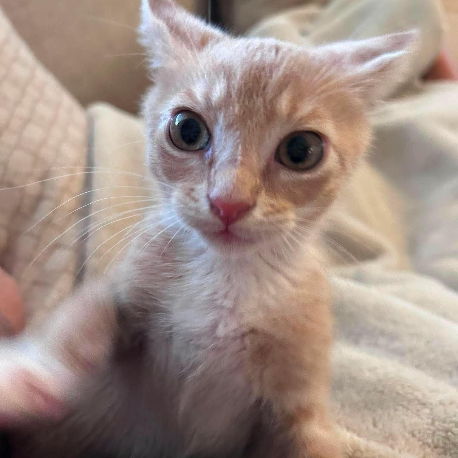 Enlarge Knickerbocker -Adorable Buff Tabby Kitten-, a Adoptable Domestic Short Hair in Riverview, FL image 5/6