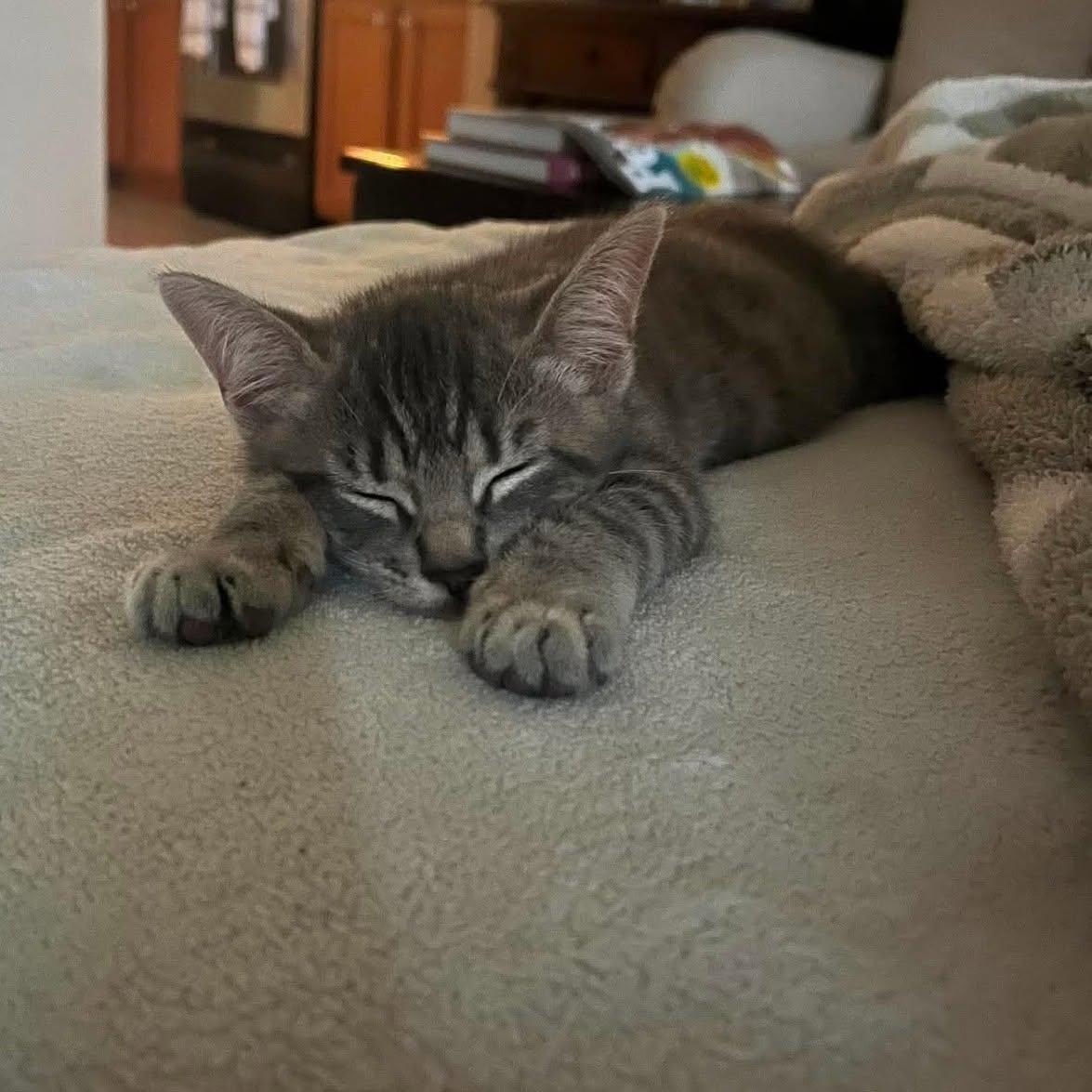 Enlarge Bramble -Adorable Kitten-, a Adoptable Domestic Short Hair in Riverview, FL image 4/6