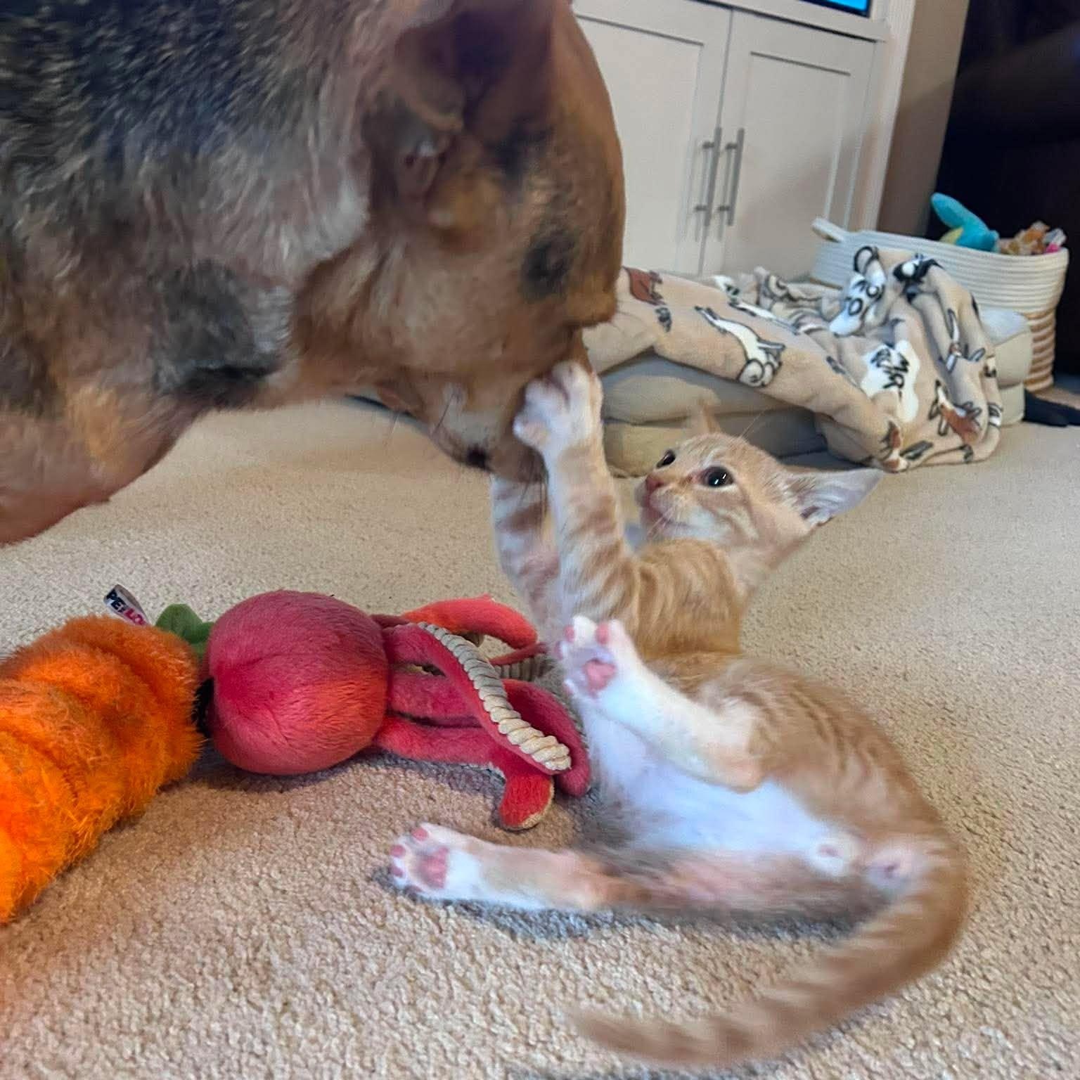 Enlarge Knickerbocker -Adorable Buff Tabby Kitten-, a Adoptable Domestic Short Hair in Riverview, FL image 3/6