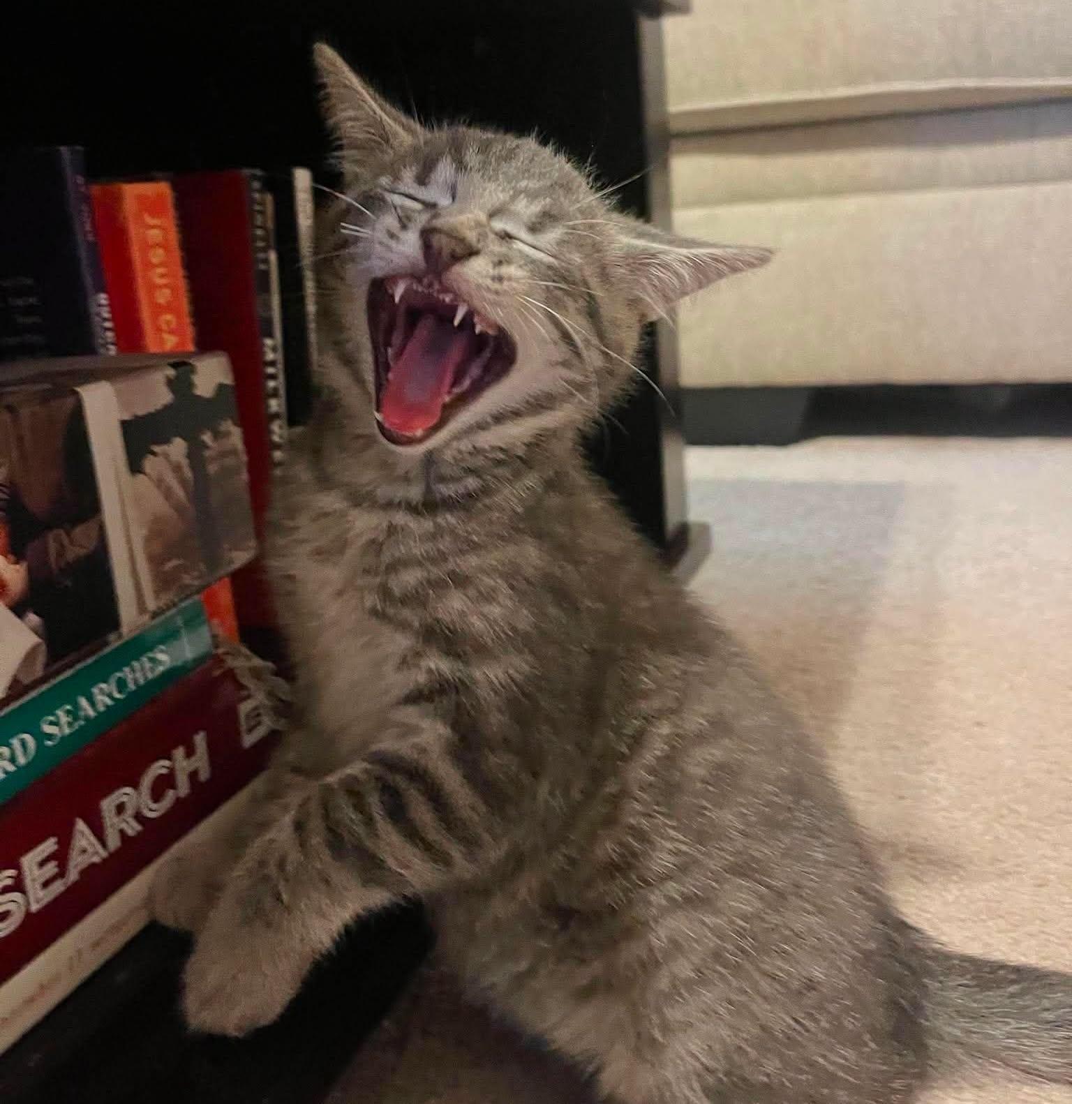 Enlarge Bramble -Adorable Kitten-, a Adoptable Domestic Short Hair in Riverview, FL image 5/6