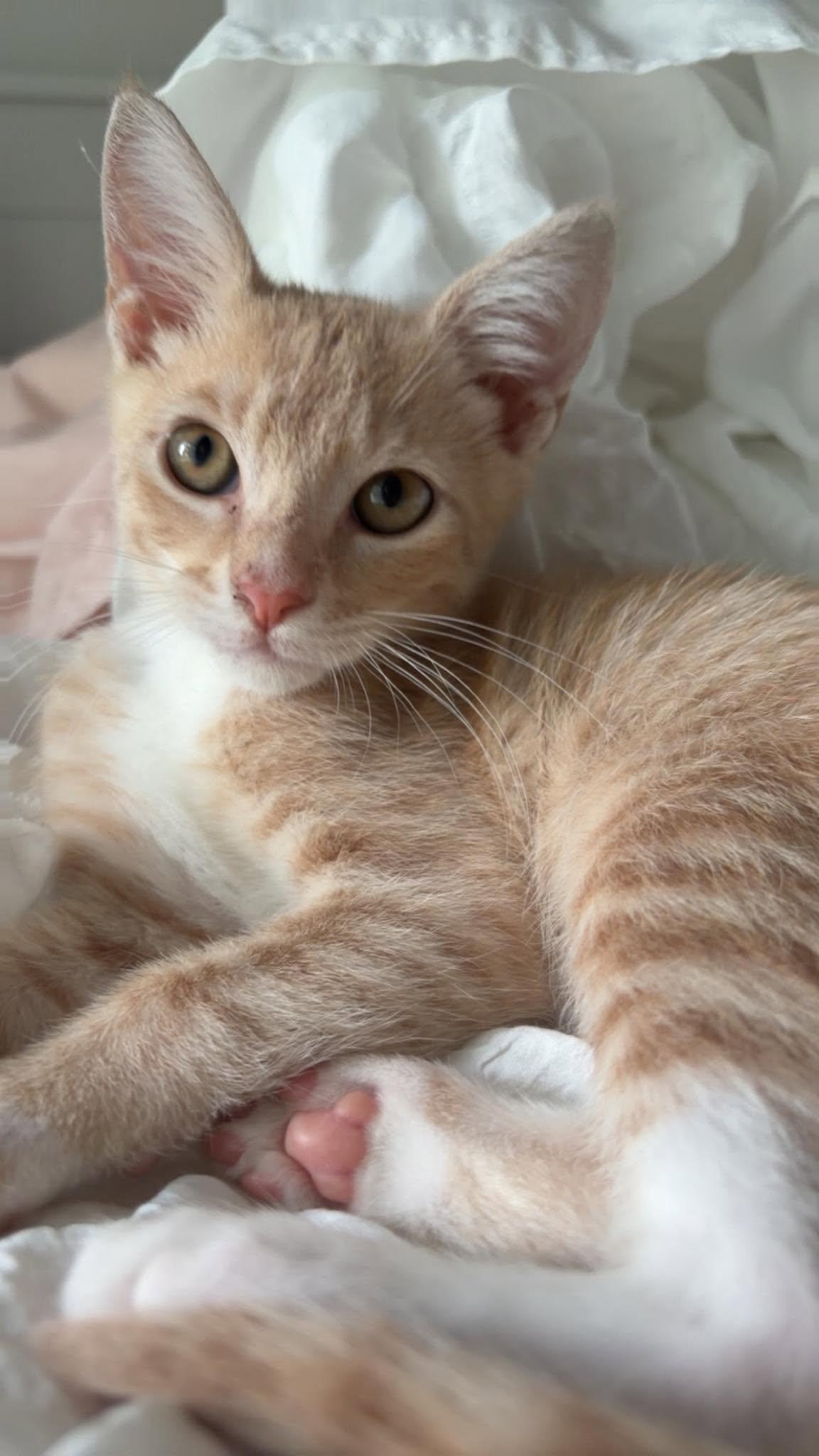 Enlarge Knickerbocker -Adorable Buff Tabby Kitten-, a Adoptable Domestic Short Hair in Riverview, FL image 2/6