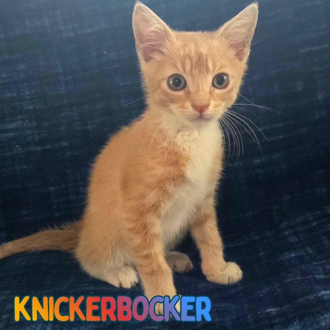 Enlarge Knickerbocker -Adorable Buff Tabby Kitten-, a Adoptable Domestic Short Hair in Riverview, FL image 4/6