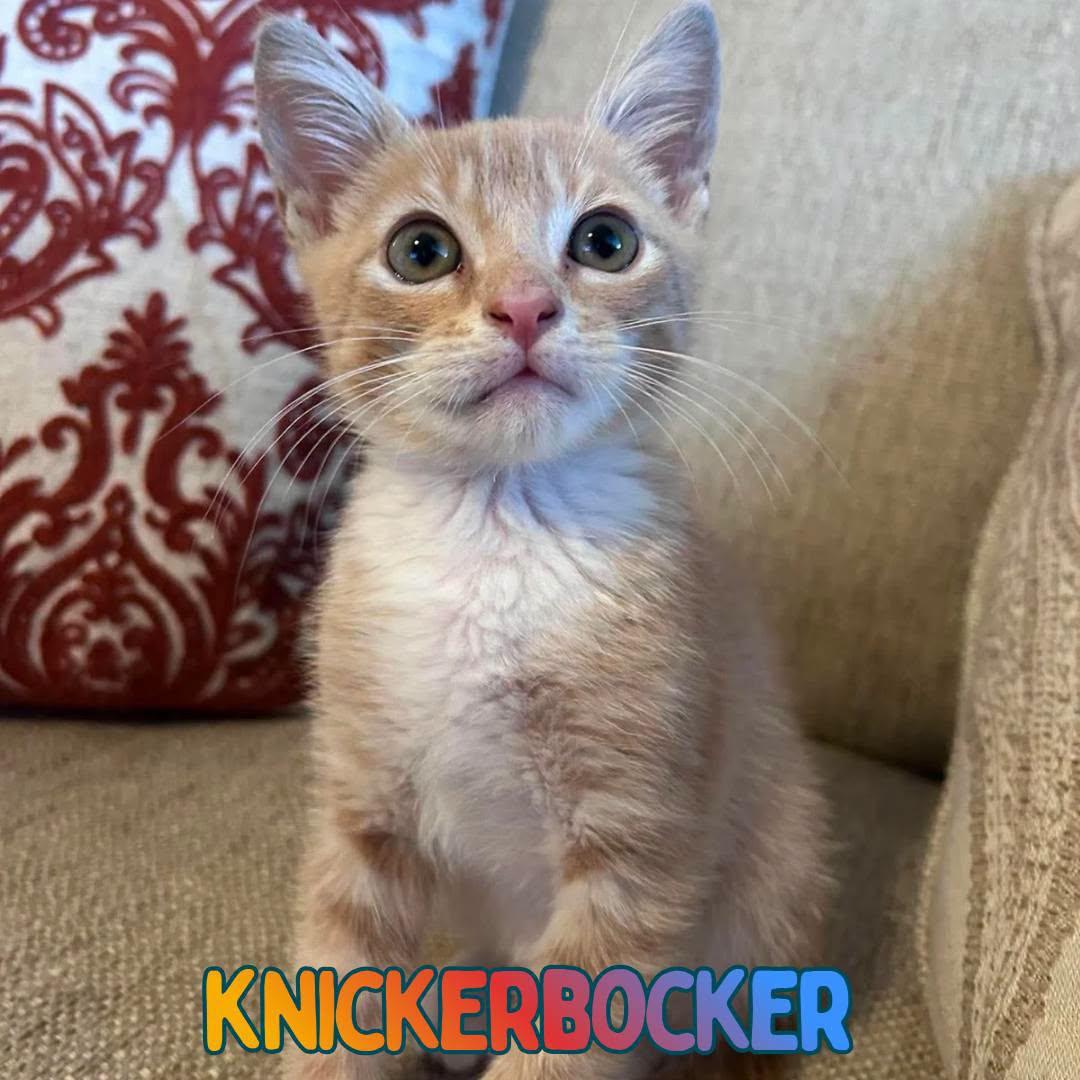 Enlarge Knickerbocker -Adorable Buff Tabby Kitten-, a Adoptable Domestic Short Hair in Riverview, FL image 4/6