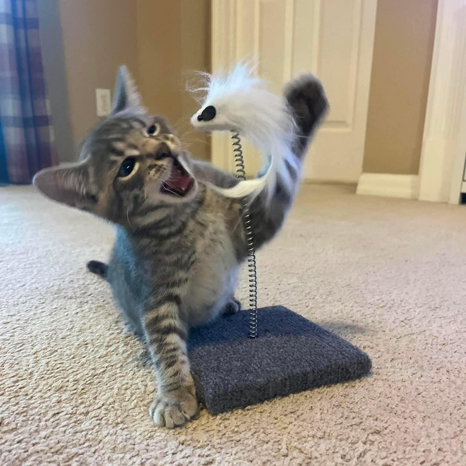 Enlarge Bramble -Adorable Kitten-, a Adoptable Domestic Short Hair in Riverview, FL image 6/6