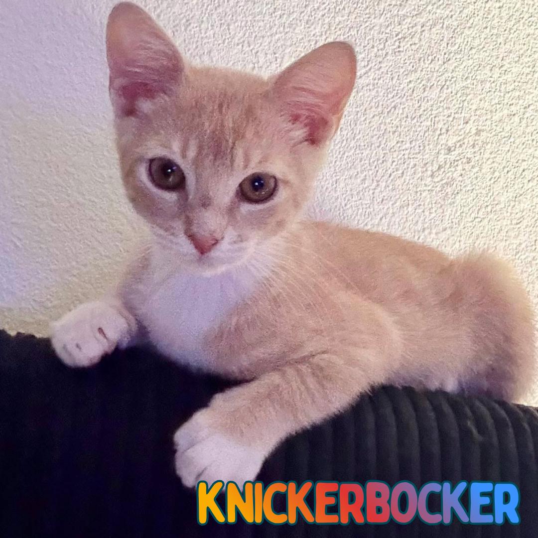 Knickerbocker -Adorable Buff Tabby Kitten-, Adoptable, Kitten Male Domestic Short Hair.