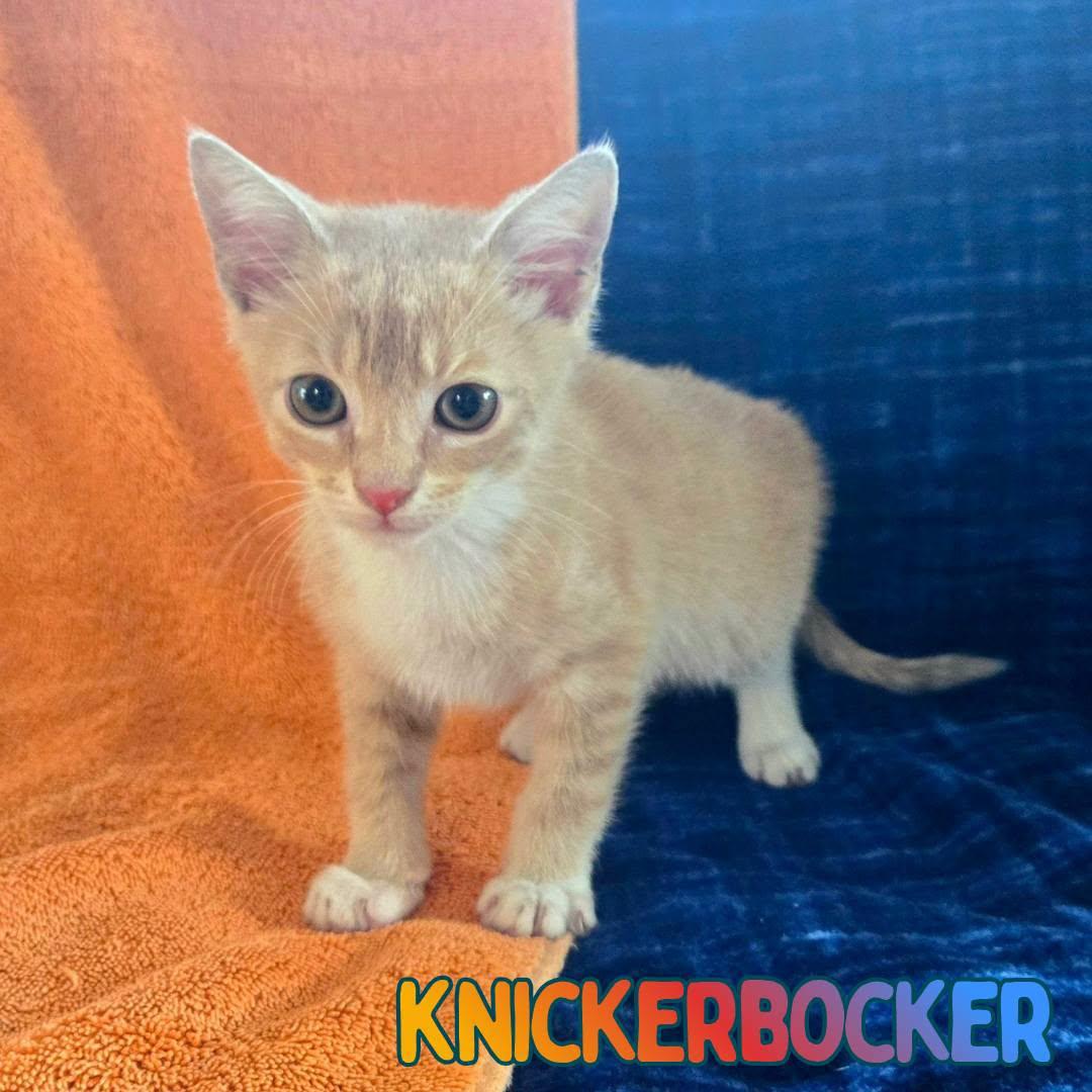 Knickerbocker -Adorable Buff Tabby Kitten-, Adoptable, Kitten Male Domestic Short Hair.