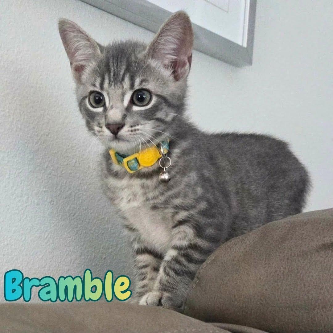 Enlarge Bramble -Adorable Kitten-, a Adoptable Domestic Short Hair in Riverview, FL image 1/6