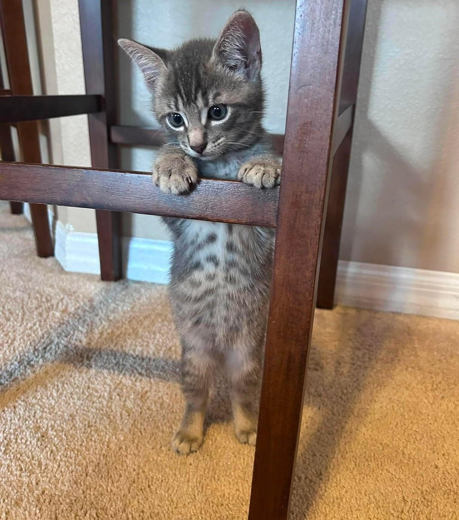 Enlarge Bramble -Adorable Kitten-, a Adoptable Domestic Short Hair in Riverview, FL image 2/6