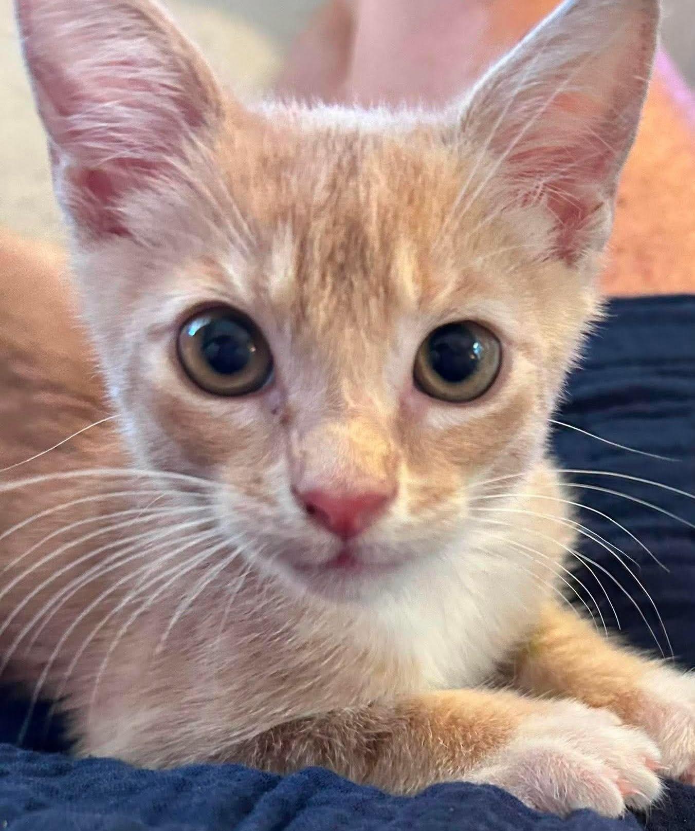 Enlarge Knickerbocker -Adorable Buff Tabby Kitten-, a Adoptable Domestic Short Hair in Riverview, FL image 6/6