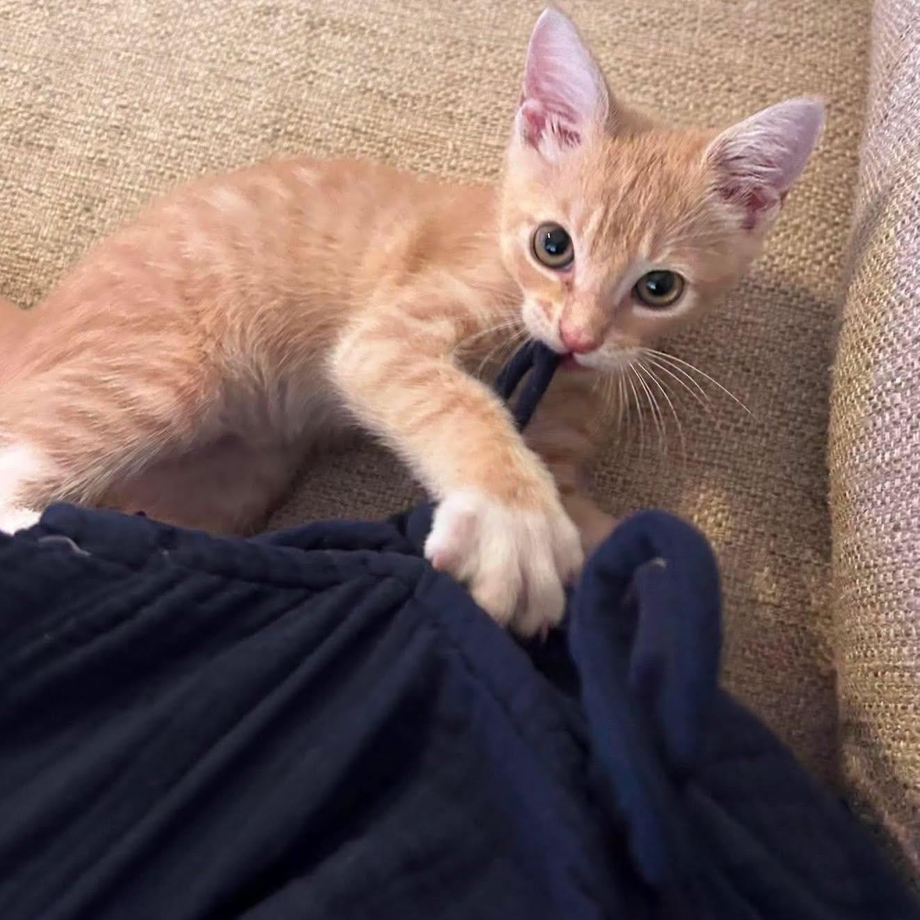 Enlarge Knickerbocker -Adorable Buff Tabby Kitten-, a Adoptable Domestic Short Hair in Riverview, FL image 2/6