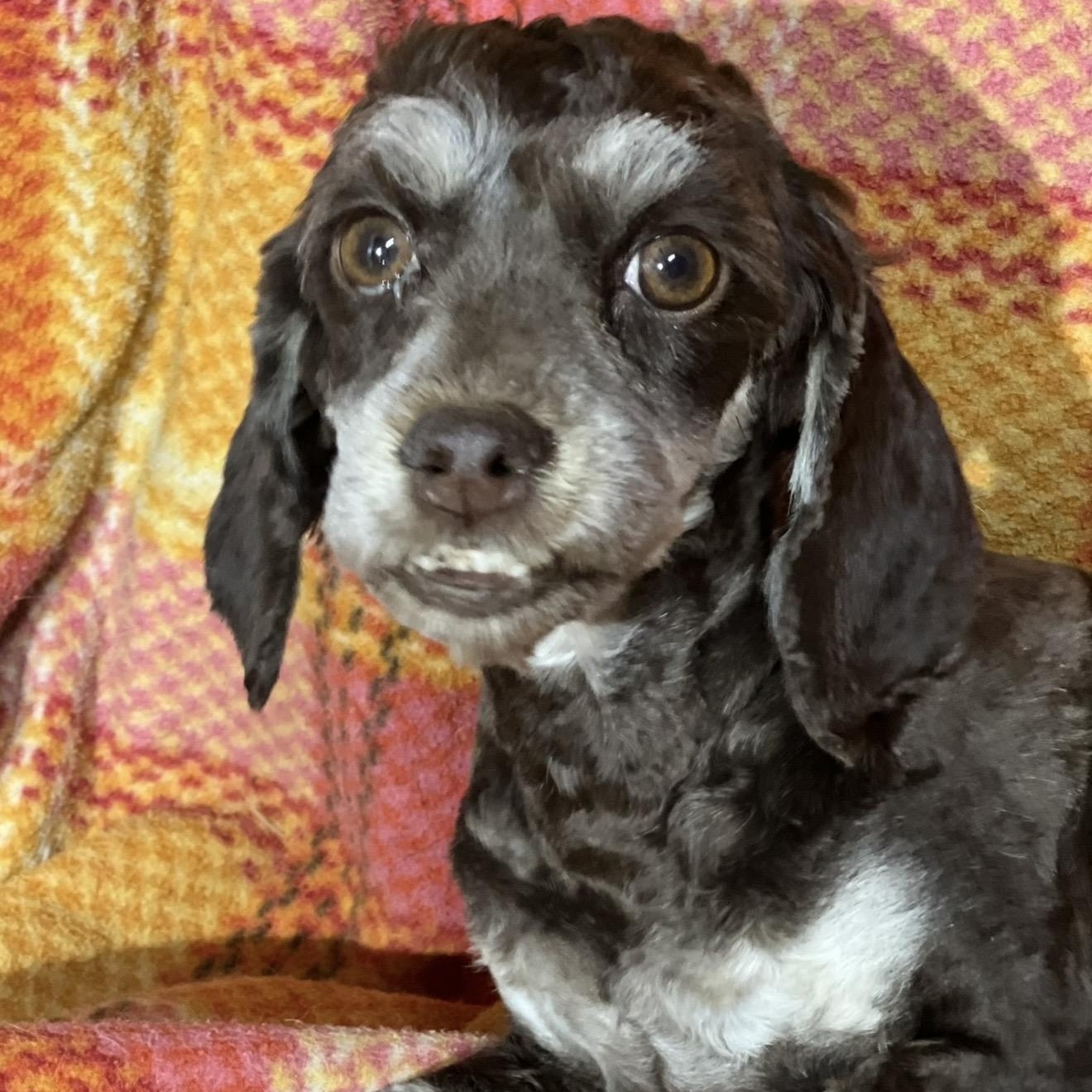 Darla, an adoptable Cockapoo in Pelham, NH, 03076 | Photo Image 4