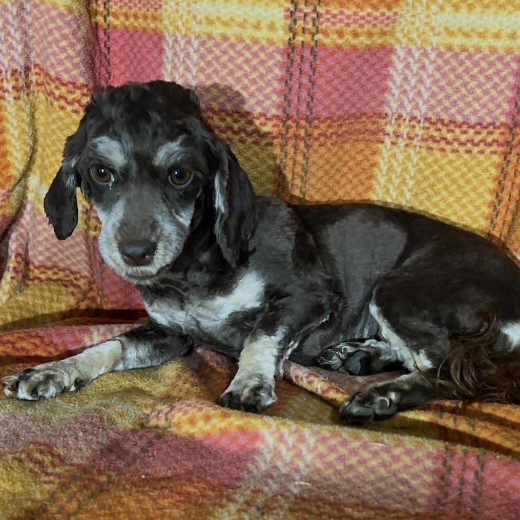 Darla, an adoptable Cockapoo in Pelham, NH, 03076 | Photo Image 5