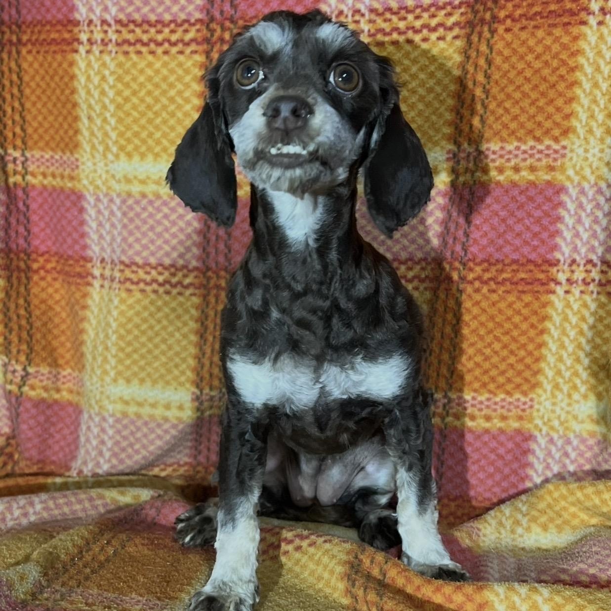 Darla, an adoptable Cockapoo in Pelham, NH, 03076 | Photo Image 2