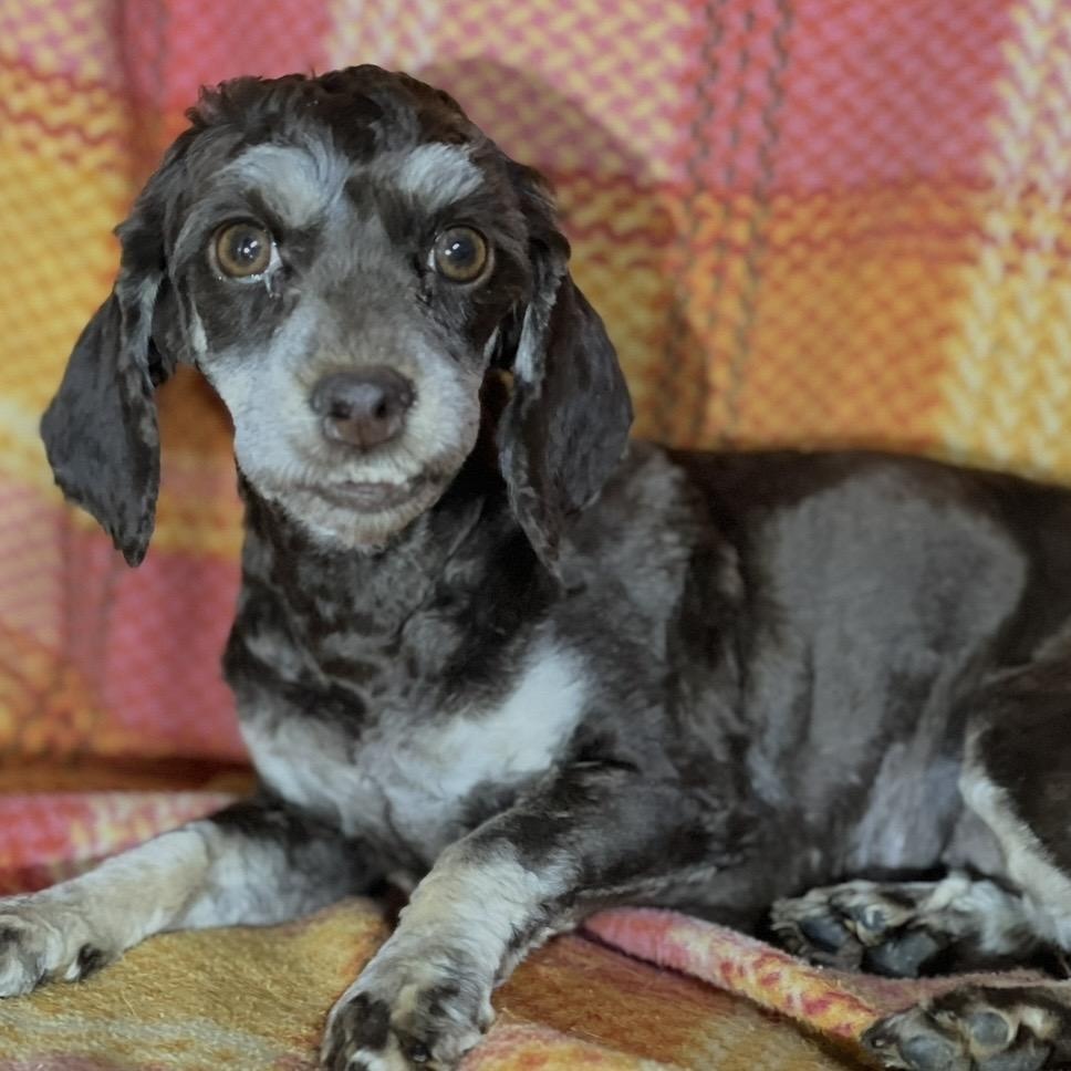 Darla, an adoptable Cockapoo in Pelham, NH, 03076 | Photo Image 1