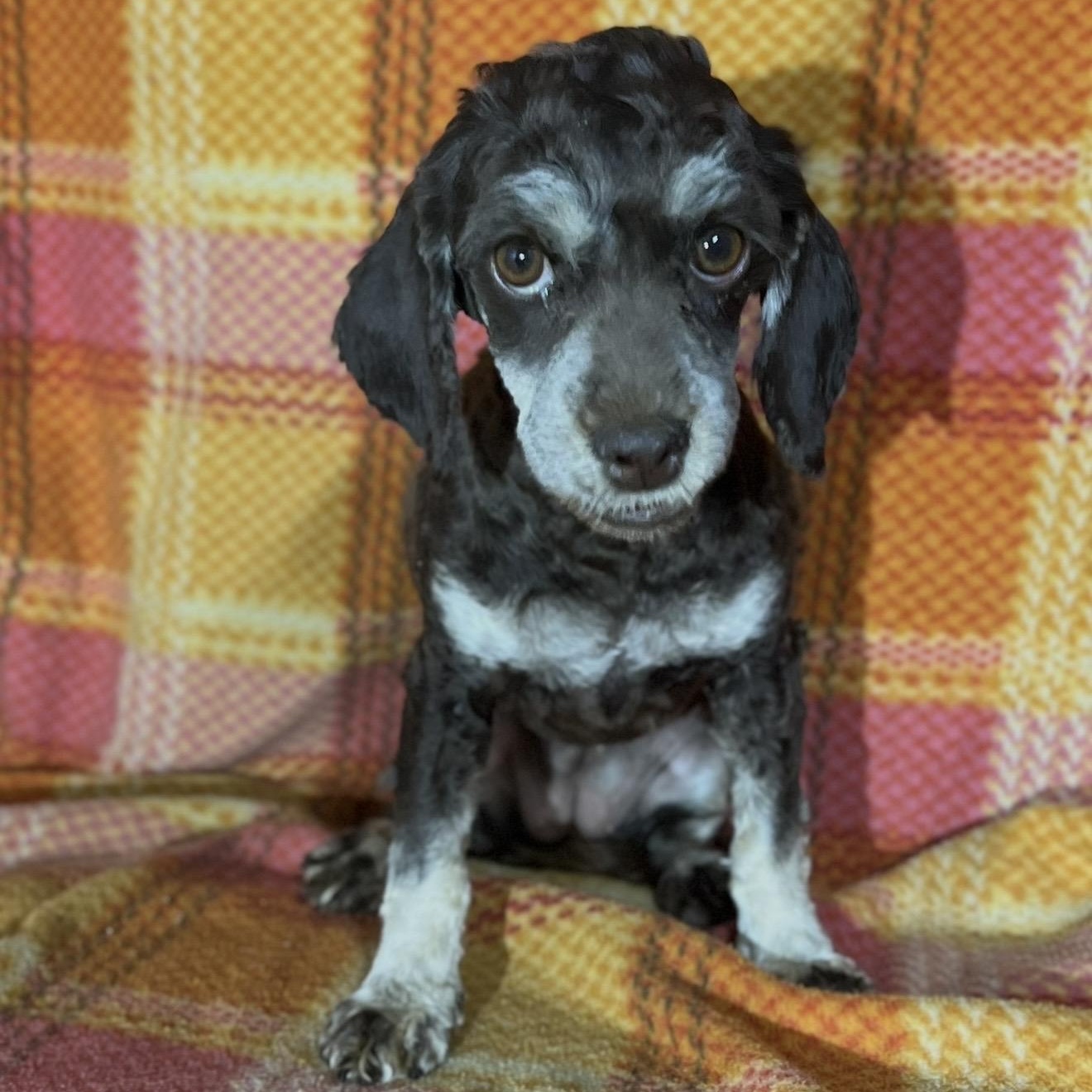Darla, an adoptable Cockapoo in Pelham, NH, 03076 | Photo Image 3