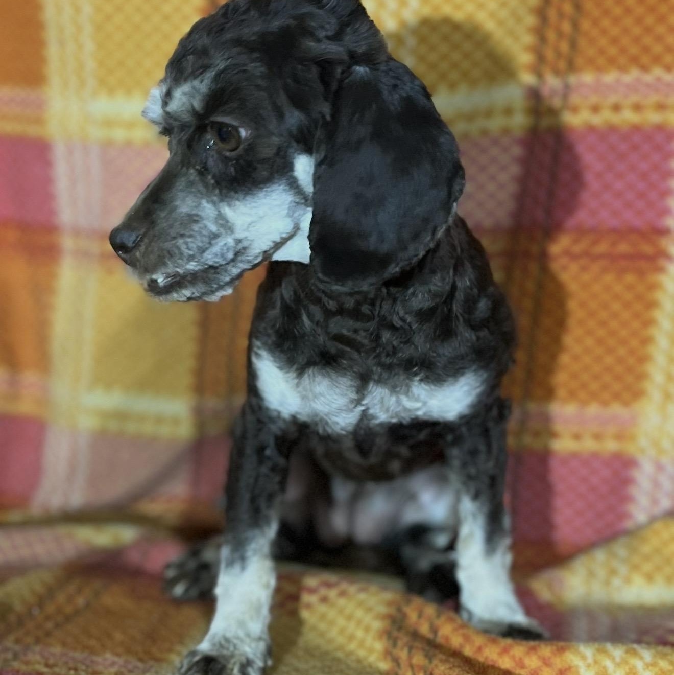 Darla, an adoptable Cockapoo in Pelham, NH, 03076 | Photo Image 6