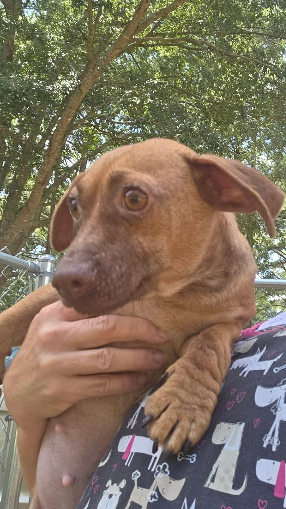 Abbey, an adopted Chiweenie in Eatontown, NJ image 5/5