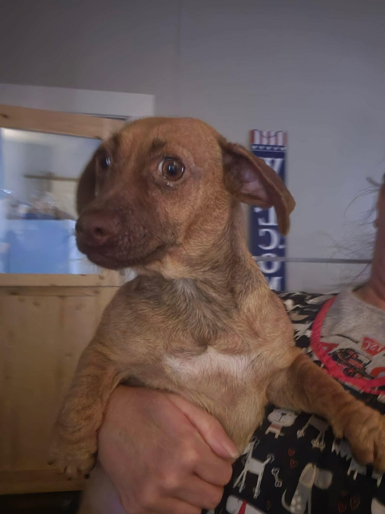 Abbey, an adopted Chiweenie in Eatontown, NJ image 4/5