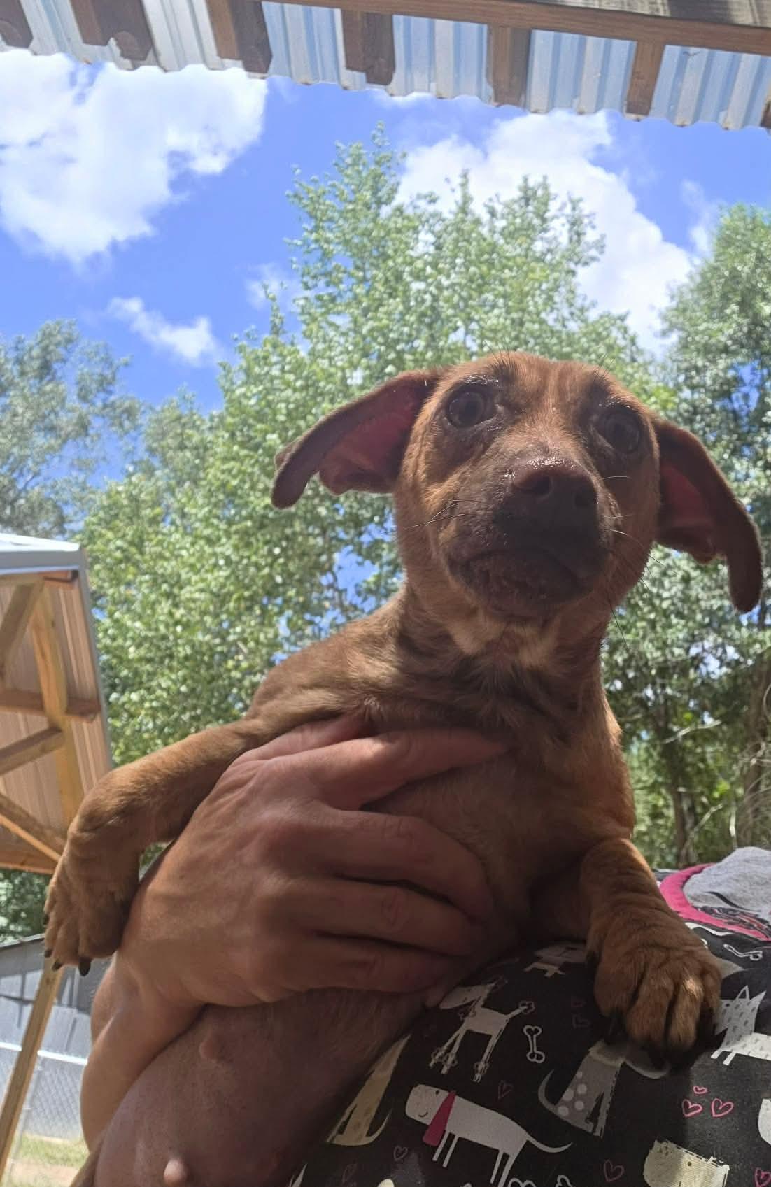 Abbey, adopted, Young Female Chiweenie.