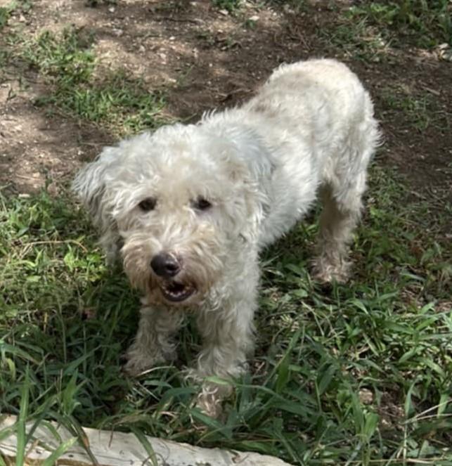 Crystal, an adoptable Poodle, Havanese in Boerne, TX, 78006 | Photo Image 3