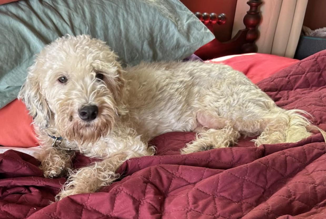 Crystal, an adoptable Poodle, Havanese in Boerne, TX, 78006 | Photo Image 5
