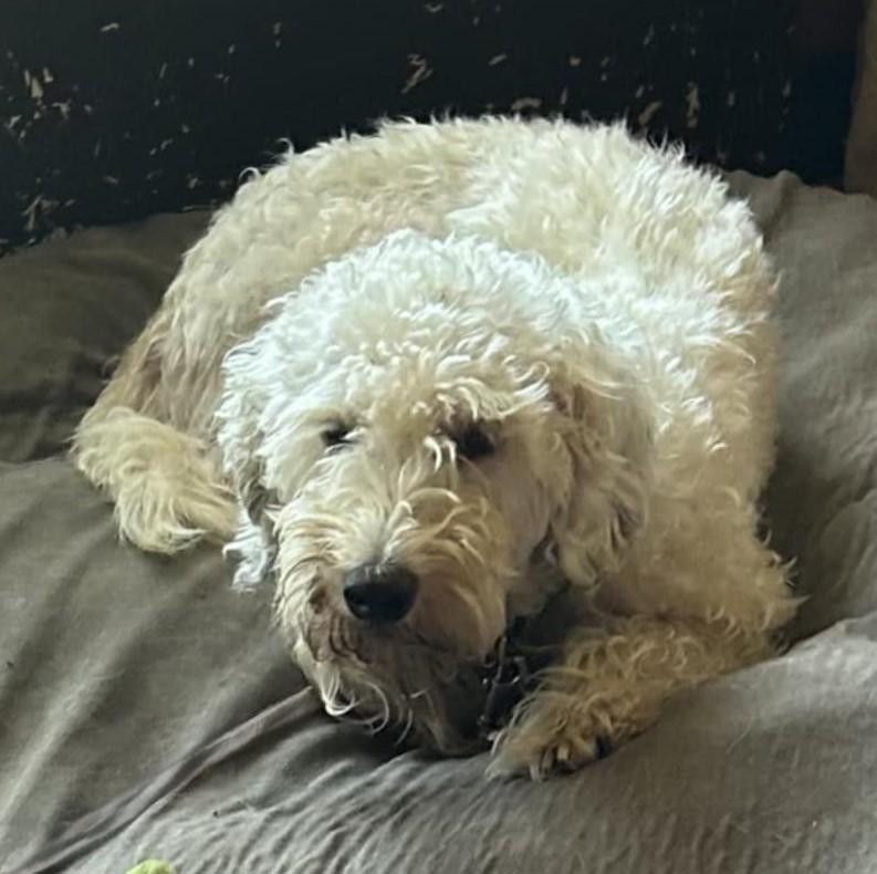 Crystal, an adoptable Poodle, Havanese in Boerne, TX, 78006 | Photo Image 2