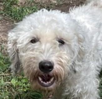 Crystal, an adoptable Poodle, Havanese in Boerne, TX, 78006 | Photo Image 1
