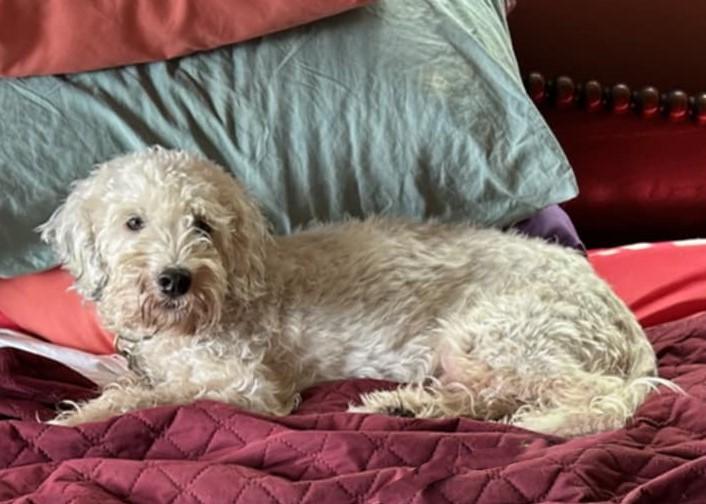 Crystal, an adoptable Poodle, Havanese in Boerne, TX, 78006 | Photo Image 4