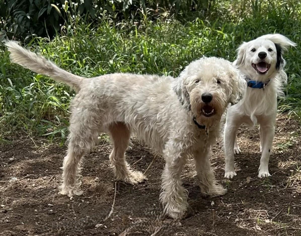 Crystal, an adoptable Poodle, Havanese in Boerne, TX, 78006 | Photo Image 6
