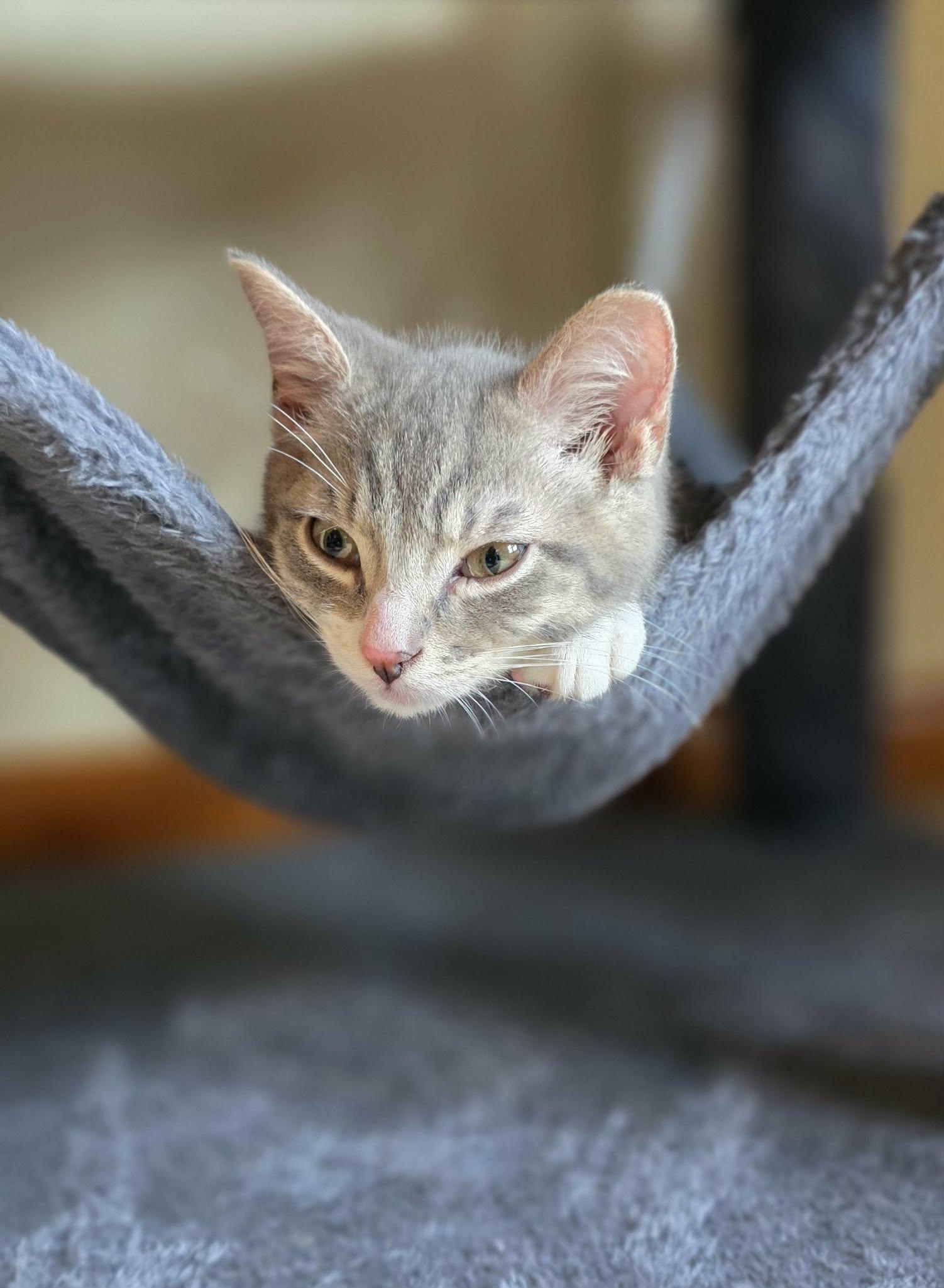 Enlarge Isaiah, a Adoptable mixed breed in Mechanicsburg, PA image 3/3