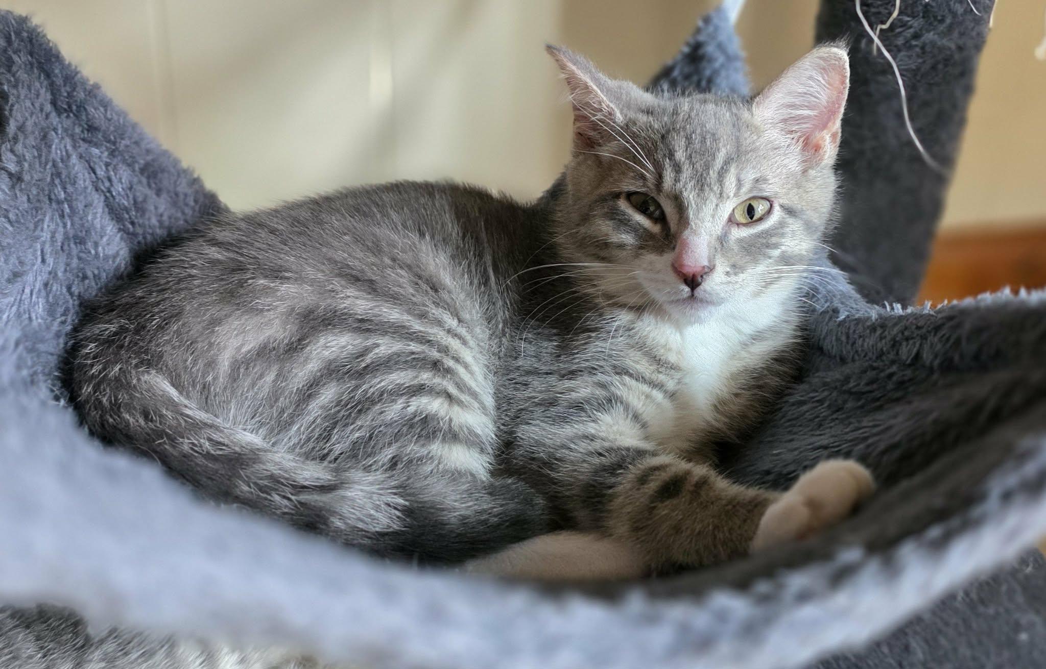 Isaiah, Adoptable, Kitten Male Domestic Short Hair & Tabby.