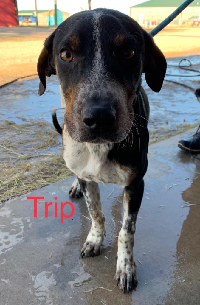 Trip, Adoptable, Adult Male Australian Cattle Dog / Blue Heeler & Hound.