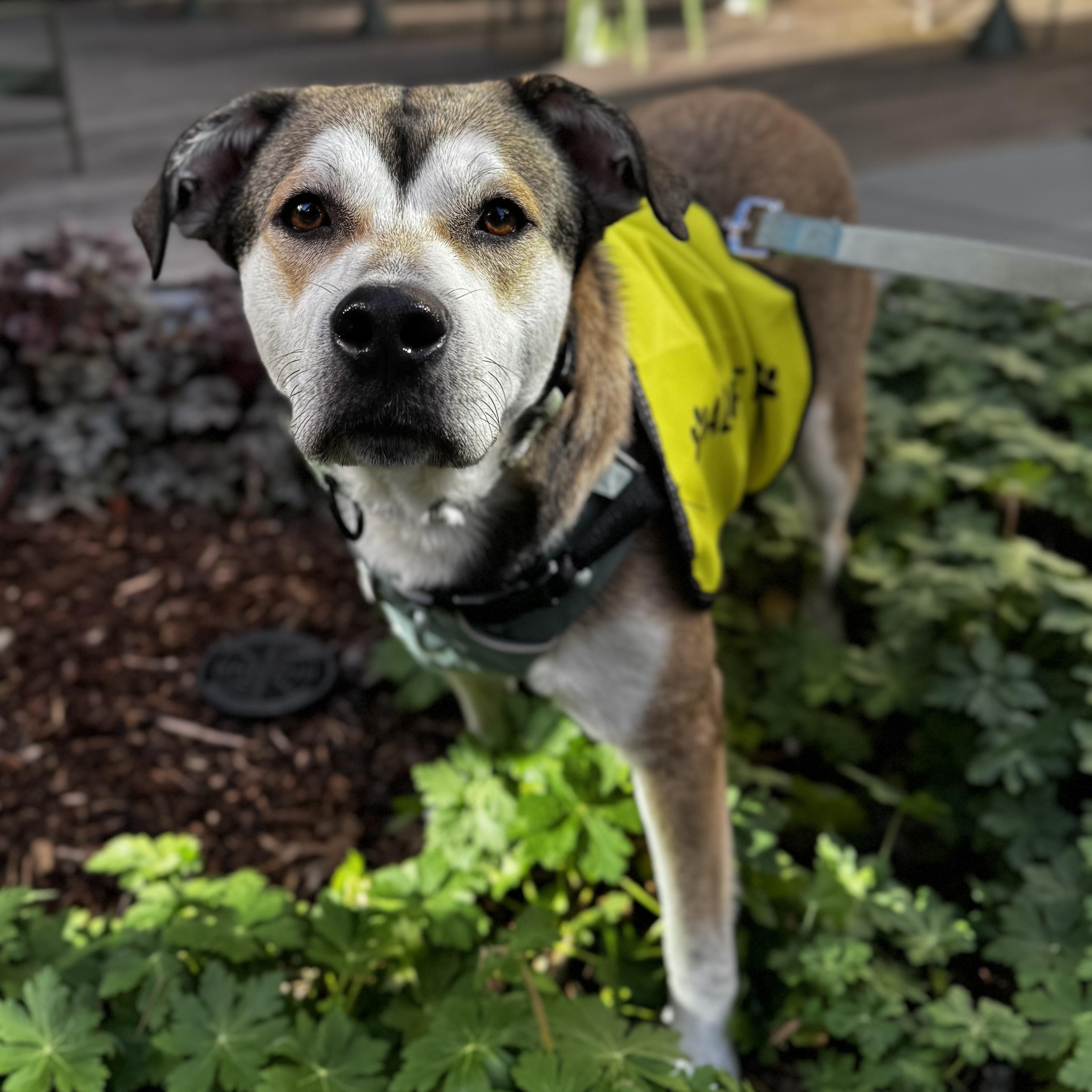 Enlarge Dan, an adopted Cattle Dog in Portland, OR image 1/6