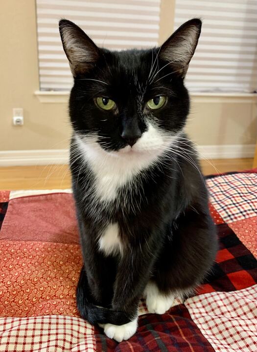 Trudy, Adopted, Adult Female Domestic Short Hair.