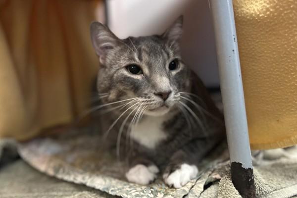 Buddy, Adoptable, Adult Male Domestic Short Hair.