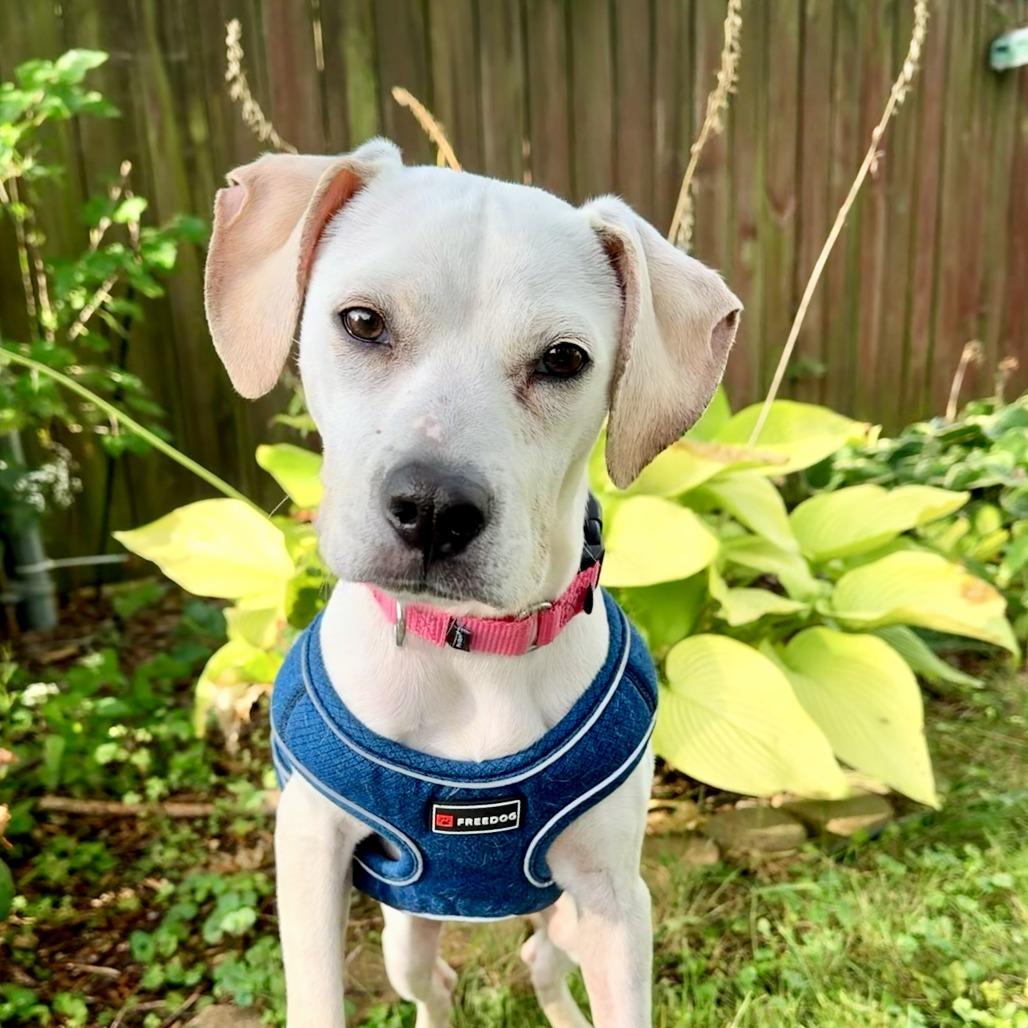 Hecate, Adoptable, Young Female Mixed Breed.