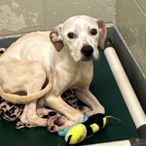 Enlarge Hecate, a Adoptable Mixed Breed in Madison, WI image 2/6