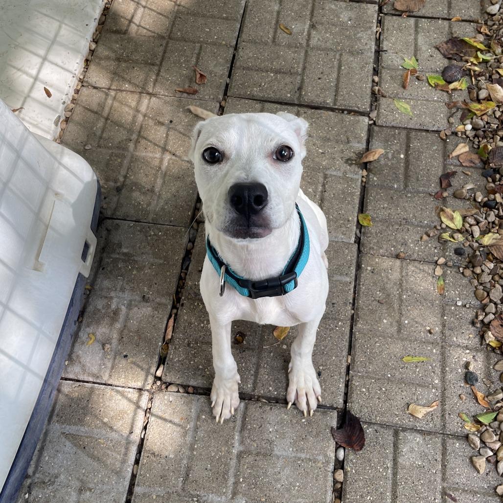 Enlarge Hecate, a Adoptable Mixed Breed in Madison, WI image 3/6
