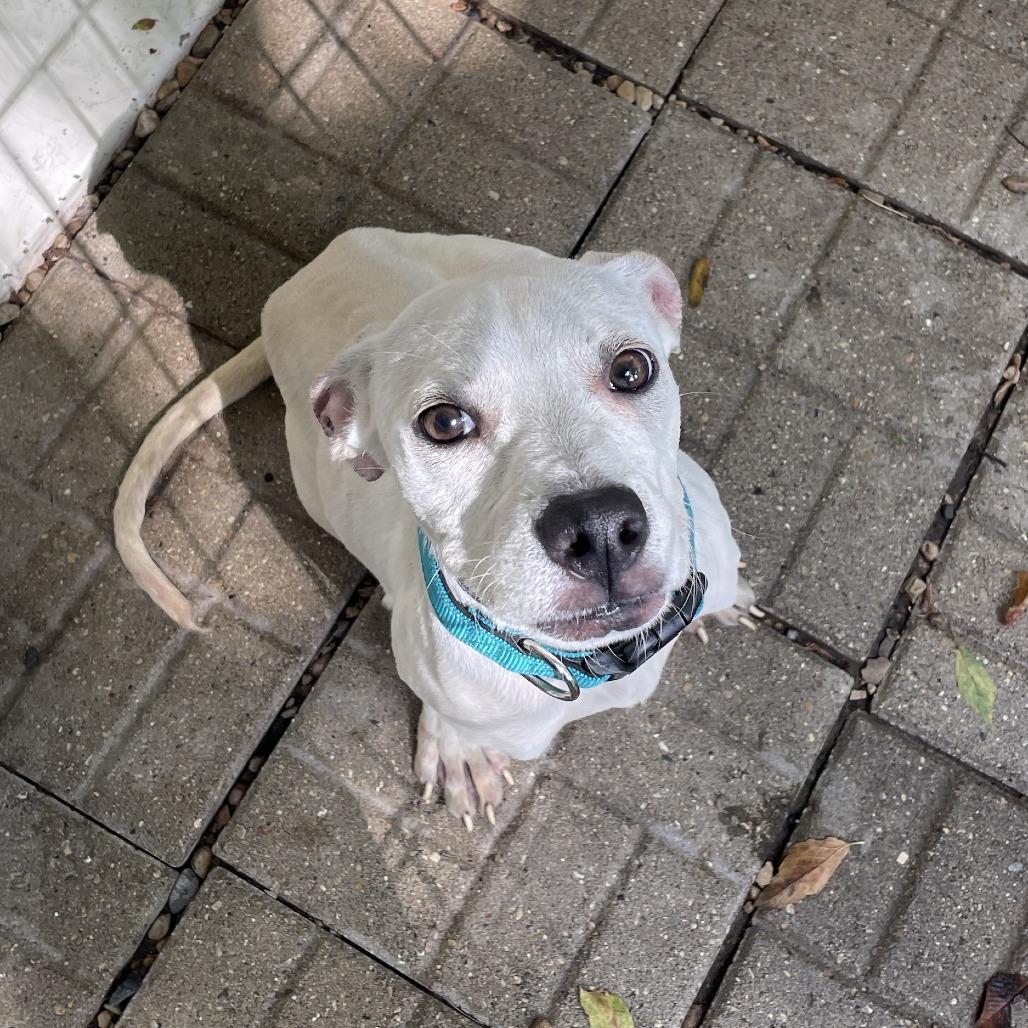 Enlarge Hecate, a Adoptable Mixed Breed in Madison, WI image 4/6