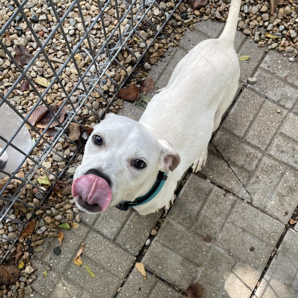 Enlarge Hecate, a Adoptable Mixed Breed in Madison, WI image 5/6
