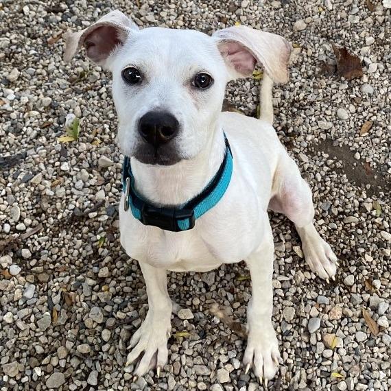 Enlarge Hecate, a Adoptable Mixed Breed in Madison, WI image 6/6